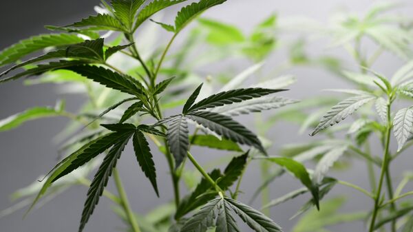 又一个国家承认大麻医用合法化 - 俄罗斯卫星通讯社