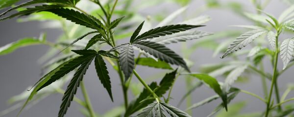又一个国家承认大麻医用合法化 - 俄罗斯卫星通讯社