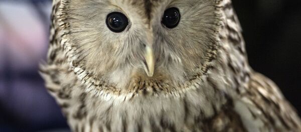 亚洲非法销售的猫头鹰数量飙升 原因或在于哈里•波特 亚洲非法销售的猫头鹰数量飙升 原因或在于哈里•波特 - 俄罗斯卫星通讯社