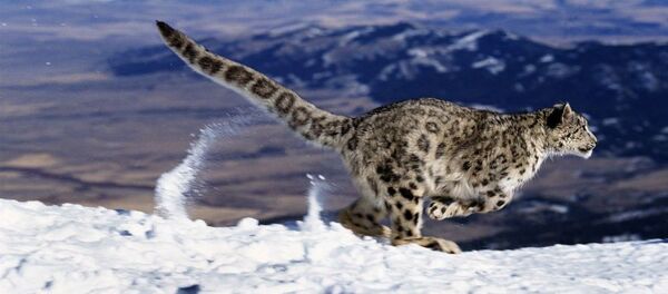 中国繁育成功一对雌性雪豹双胞胎 - 俄罗斯卫星通讯社