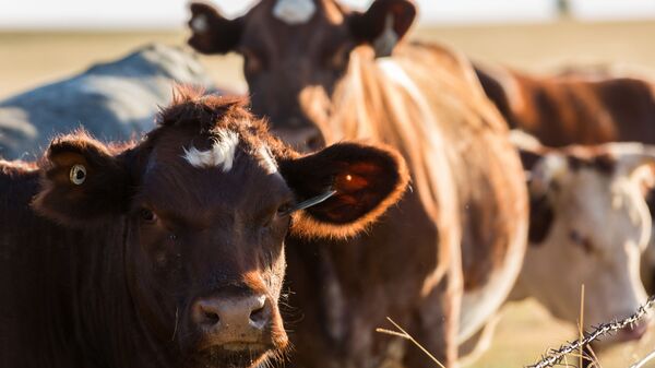 俄羅斯計劃培育低致敏性奶牛 - 俄羅斯衛星通訊社