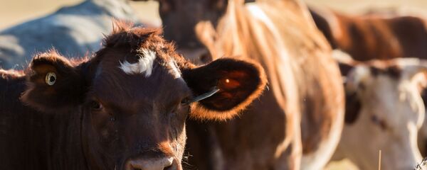 俄羅斯計劃培育低致敏性奶牛 俄羅斯計劃培育低致敏性奶牛 - 俄羅斯衛星通訊社