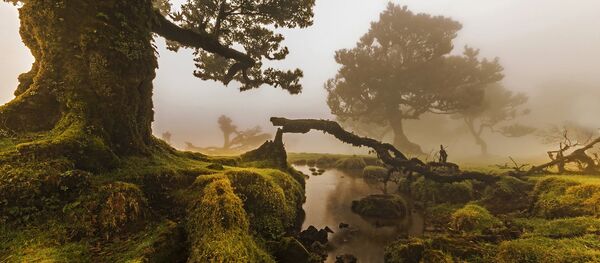 马德拉一棵树倒下造成超过10人死亡 马德拉一棵树倒下造成超过10人死亡 - 俄罗斯卫星通讯社