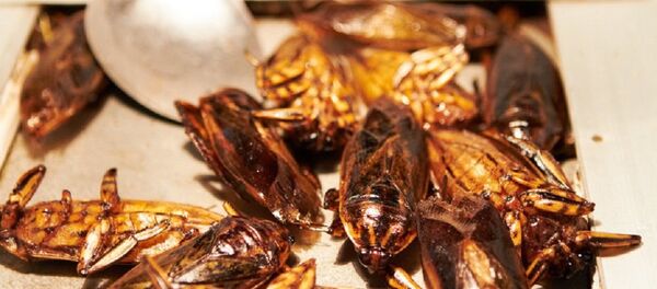 中國專家評歐洲可食昆蟲研究 - 俄羅斯衛星通訊社