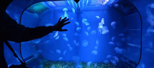 Приморский океанариум во Владивостоке - 俄罗斯卫星通讯社