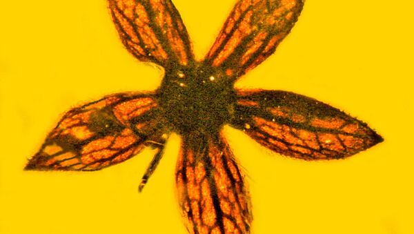 古生物学家在缅甸琥珀里找到上亿年前花朵 - 俄罗斯卫星通讯社