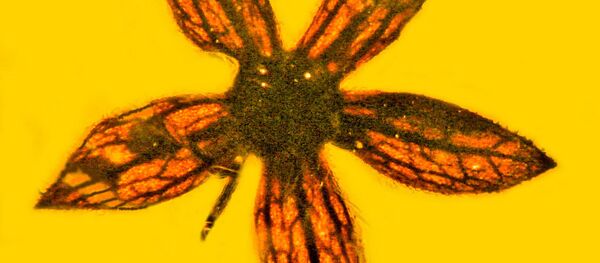 古生物学家在缅甸琥珀里找到上亿年前花朵 - 俄罗斯卫星通讯社