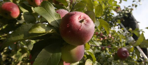 Уборка яблок - 俄羅斯衛星通訊社