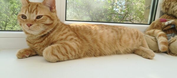 貓 - 俄羅斯衛星通訊社