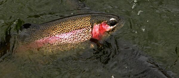 鳟鱼 - 俄罗斯卫星通讯社