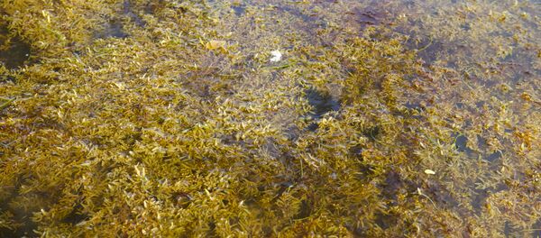 科学家揭示是什么促使动物诞生 - 俄罗斯卫星通讯社