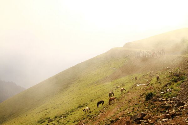高加索山 - 俄羅斯衛星通訊社