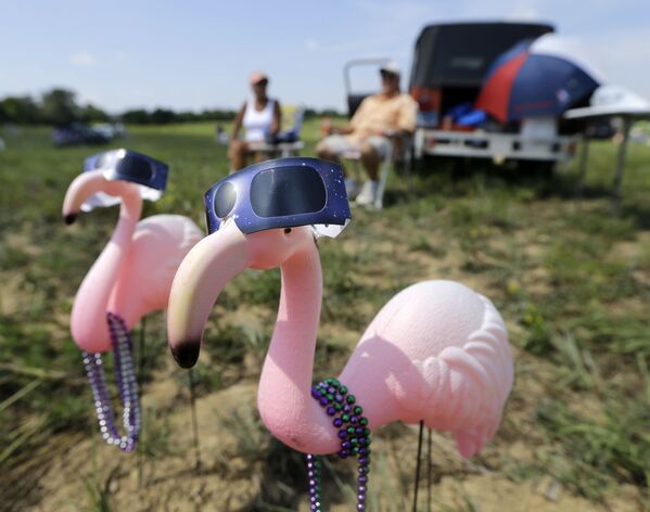 護目鏡上的塑料粉紅色火烈鳥 - 俄羅斯衛星通訊社