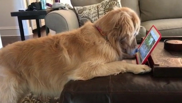 金毛痴看松鼠視頻 難以自拔 - 俄羅斯衛星通訊社