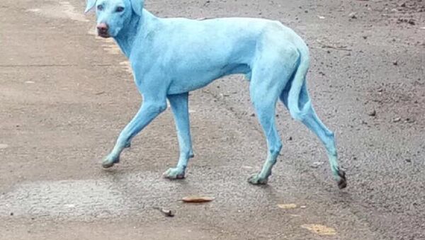 印度关闭一家工厂 其废料将流浪狗染蓝 - 俄罗斯卫星通讯社