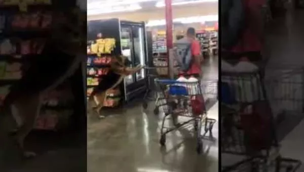 Dog Filmed Pushing A Trolley In A Supermarket - 俄羅斯衛星通訊社