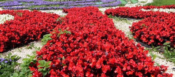 加里宁格勒计划开设直飞中国航班 - 俄罗斯卫星通讯社