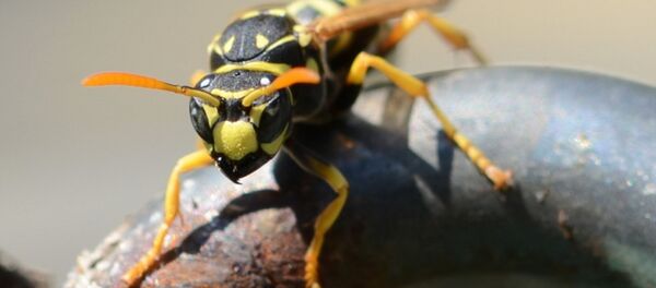 Оса - 俄罗斯卫星通讯社