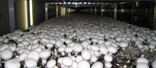 中國投資者或在莫斯科郊外興建蘑菇種植和牛奶加工企業 - 俄羅斯衛星通訊社