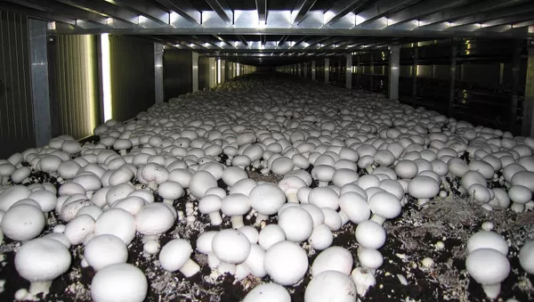 中國投資者或在莫斯科郊外興建蘑菇種植和牛奶加工企業 - 俄羅斯衛星通訊社