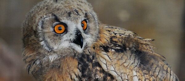 雕鸮 - 俄罗斯卫星通讯社