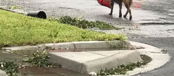 狗 - 俄羅斯衛星通訊社