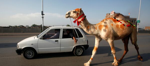 巴基斯坦 - 俄羅斯衛星通訊社