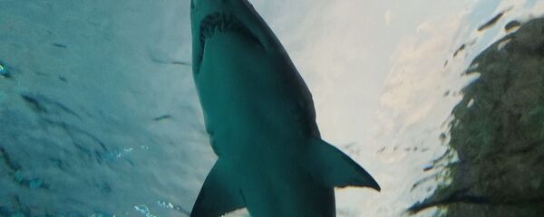 泰国受游客欢迎的海滩因鲨鱼伤人事件被关闭 - 俄罗斯卫星通讯社