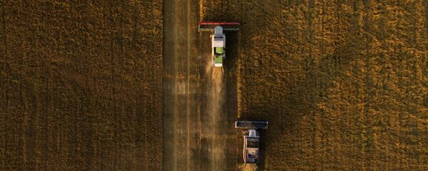 俄阿穆尔州州长：今年该州对华谷物出口量将增加 - 俄罗斯卫星通讯社