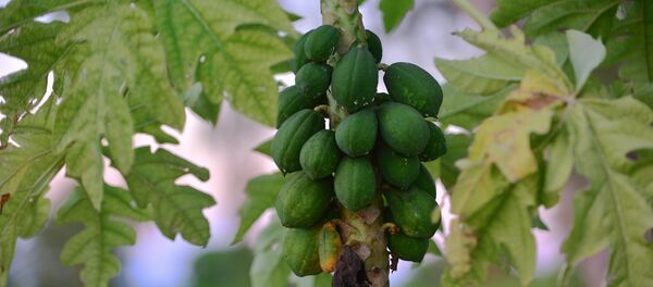 俄農業監督局暫停進口中國含轉基因木瓜  - 俄羅斯衛星通訊社