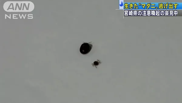 日本科學家開新聞發佈會時放跑致命壁蝨 - 俄羅斯衛星通訊社