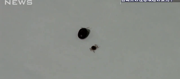 日本科学家开新闻发布会时放跑致命壁虱 日本科学家开新闻发布会时放跑致命壁虱 - 俄罗斯卫星通讯社