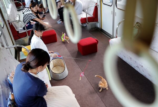 乘客與貓咪玩耍 - 俄羅斯衛星通訊社