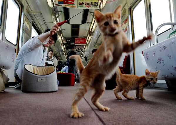 乘客与猫咪玩耍 - 俄罗斯卫星通讯社