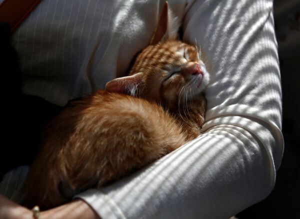 貓咪列車咖啡館內一位乘客將一隻貓抱在懷裡 - 俄羅斯衛星通訊社
