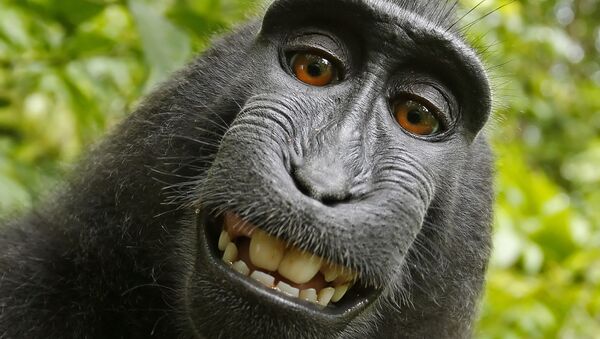 英国摄影师赢得猴子自拍照版权 - 俄罗斯卫星通讯社