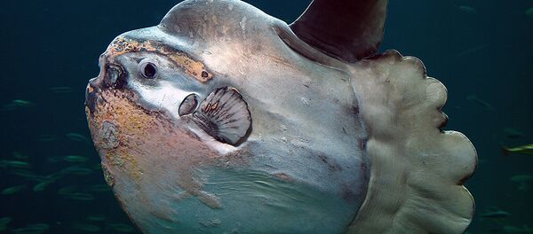 千島群島居民將一條重達1100千克的魚餵給了熊 - 俄羅斯衛星通訊社