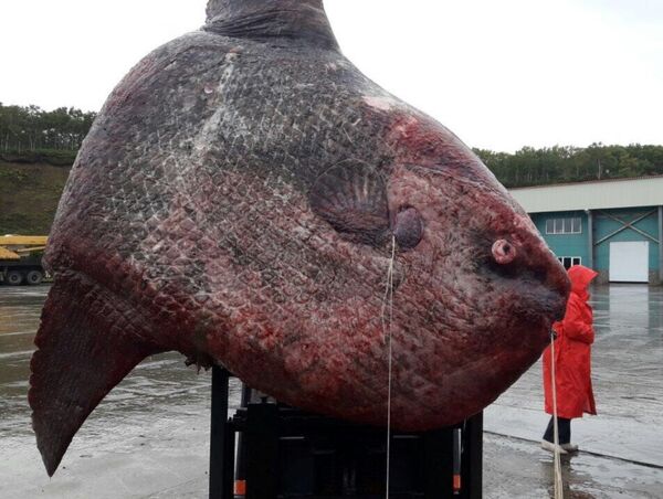 月鲹 月鲹 - 俄罗斯卫星通讯社