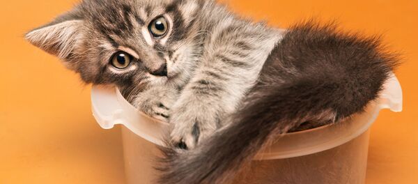 2017年搞笑诺贝尔奖揭晓：喵星人是液态的 - 俄罗斯卫星通讯社