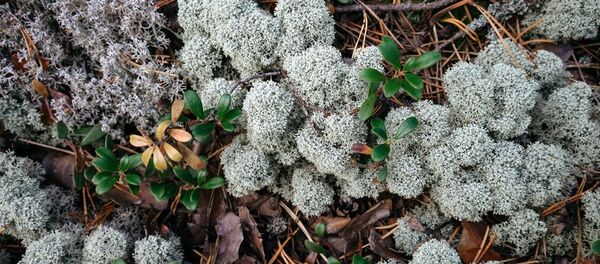 走私分子試圖從俄向中國運送超過300公斤石耳 - 俄羅斯衛星通訊社