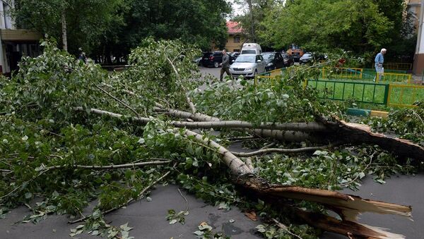 莫斯科飑风刮倒150多棵数 砸坏8辆汽车 - 俄罗斯卫星通讯社