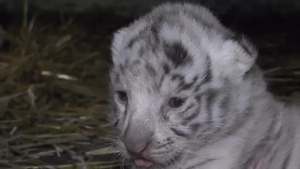 俄羅斯動物園迎新生小白虎萌化人心 - 俄羅斯衛星通訊社