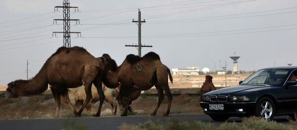 駱駝 - 俄羅斯衛星通訊社