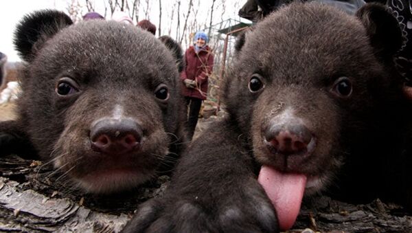 两只获救的喜马拉雅熊幼崽放归自然 - 俄罗斯卫星通讯社