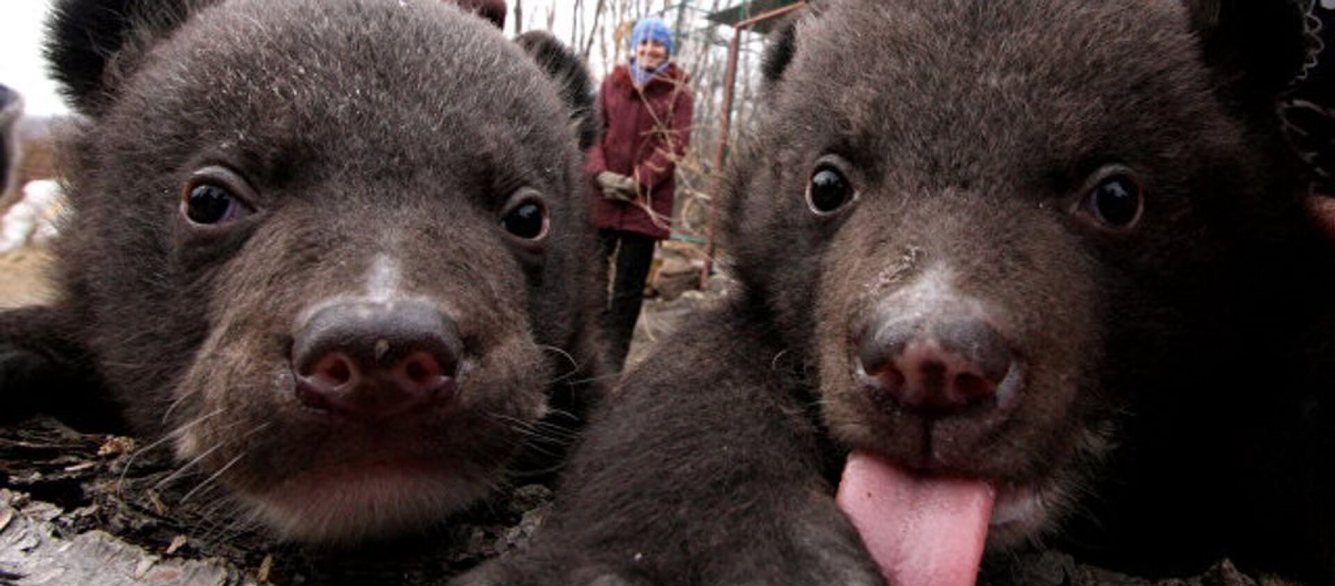 两只获救的喜马拉雅熊幼崽放归自然 - 俄罗斯卫星通讯社, 1920, 08.02.2021