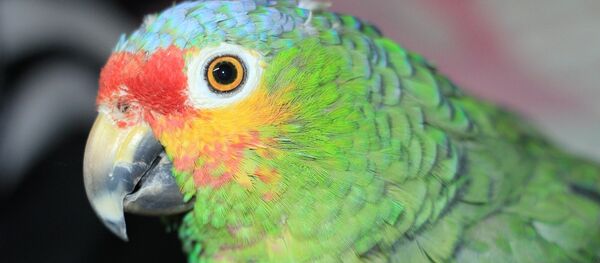 鹦鹉模仿主人声音在网上成功下单 - 俄罗斯卫星通讯社