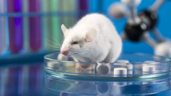 俄羅斯科學家借助老鼠大腦研制抗中風藥物 - 俄羅斯衛星通訊社