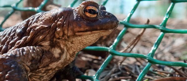史上最大青蛙以恐龙为食 史上最大青蛙以恐龙为食 - 俄罗斯卫星通讯社