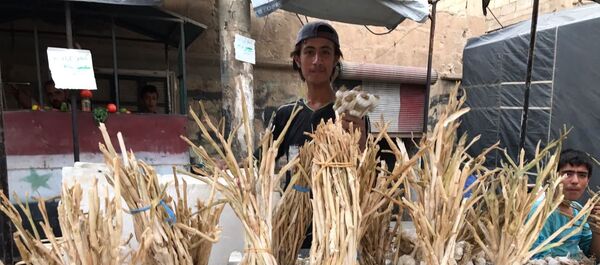 澳宣布侦查明目张胆的的大蒜盗窃案 - 俄罗斯卫星通讯社