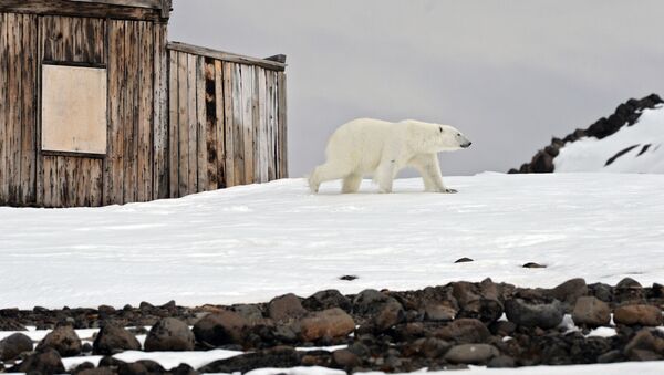 俄羅斯科學家發現北極出現動物傳染疾病 - 俄羅斯衛星通訊社